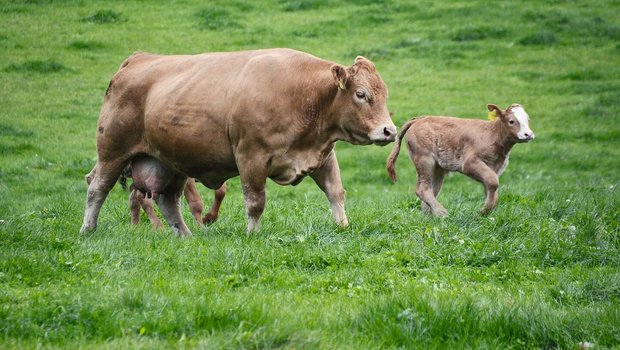 Mutterkuh und Kalb Insektenschutz Eine Mutterkuh läuft mit zwei Kälbern über die Weide.