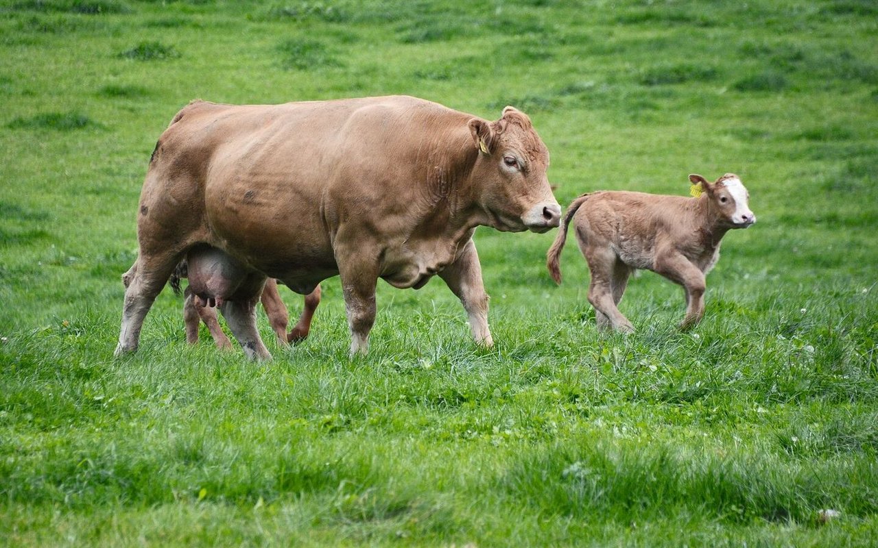 Eine Mutterkuh läuft mit zwei Kälbern über die Weide.