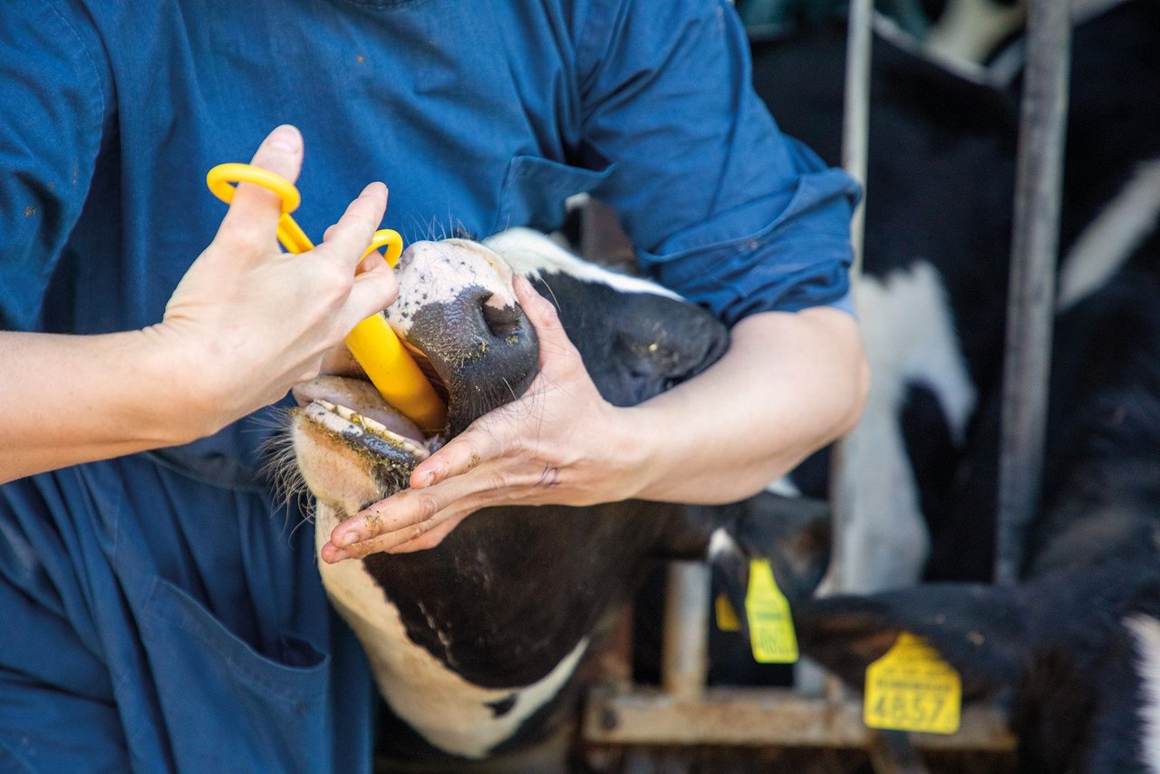 Der Bolus im Magen dient der Fruchtbarkeitsüberwachung sowie der Prüfung der Wasseraufnahme, der Pansenaktivität und des Gesundheitsmonitorings. (Bild: Gian Vaitl)