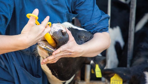 Der Bolus im Magen dient der Fruchtbarkeitsüberwachung sowie der Prüfung der Wasseraufnahme, der Pansenaktivität und des Gesundheitsmonitorings. (Bild: Gian Vaitl)