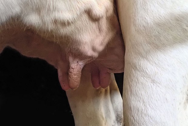 Eutergesundheit: Was bringt selektives Trockenstellen? Das selektive Trockenstellen versucht, den Antibiotika-Verbrauch beim Trockenstellen zu reduzieren und die Heilungschancenin der Galtphase zu erhöhen. Das Euter soll nach dem Trockenstellen gut beobachtet, aber so wenig wie möglich berührt werden. (Bilder Iwan Locher)