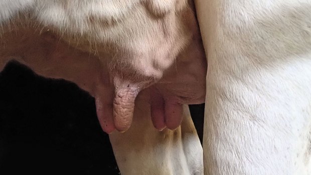 Eutergesundheit: Was bringt selektives Trockenstellen? Das selektive Trockenstellen versucht, den Antibiotika-Verbrauch beim Trockenstellen zu reduzieren und die Heilungschancenin der Galtphase zu erhöhen. Das Euter soll nach dem Trockenstellen gut beobachtet, aber so wenig wie möglich berührt werden. (Bilder Iwan Locher)