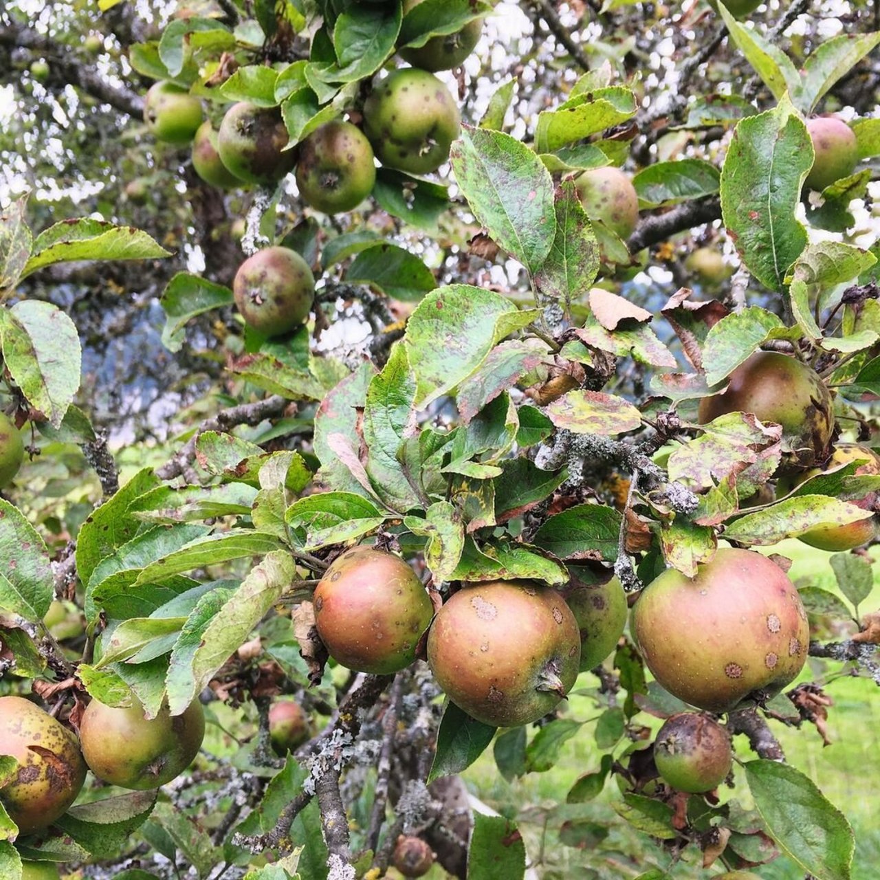 Vor allem bei den Hochstämmen ist der witterungsbedingte Ausfall recht gross und die Äpfel zeigen Schorf-Befall.Bild: Wallierhof
