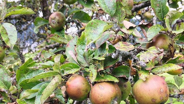 Vor allem bei den Hochstämmen ist der witterungsbedingte Ausfall recht gross und die Äpfel zeigen Schorf-Befall.Bild: Wallierhof