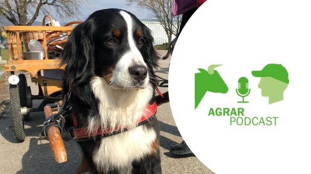 «AgrarPodcast» Episode 6: Wägeli-Hunde, Bauer Housi in Youtube, der Fenaco-CEO und der «Scharfe Egge» Wägeli-Hunde, wie sie unsere Grosseltern noch kannten, im «AgrarPodcast». (Bild: «die grüne»)