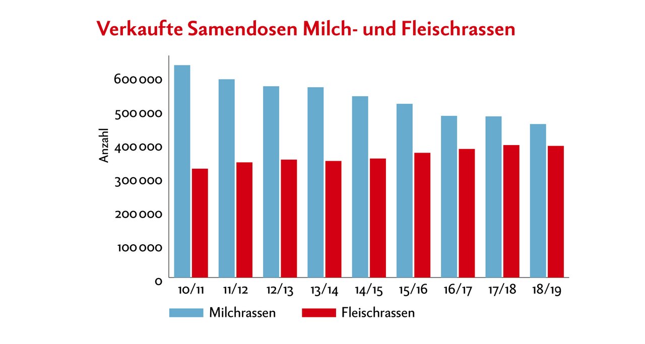 Swissgenetics verkauft immer mehr Samendosen von Fleischrassen und weniger von Milchrassen. Quelle: Swissgenetics
