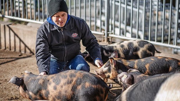 Extensive Schweizer Schweinerasse Cäsar Bürgi bei seinen bunten Distelschweinen im Aussenbereich des Winterstalls.