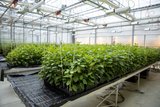Im Gewächshaus der Agroscope in Wädenswil wächst ein Heer von jungen Apfelbäumen heran. Bild: Gian Vaitl 