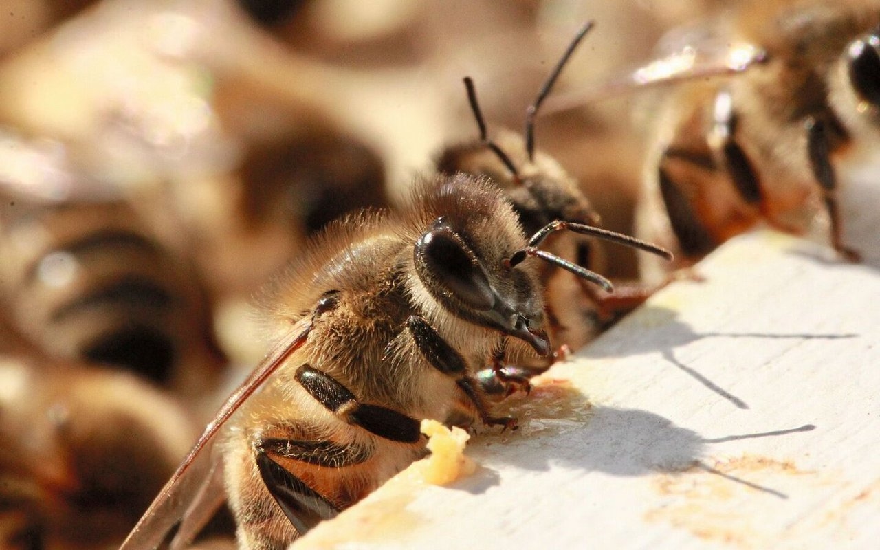 Deutschschweizer Imker halten drei Unterarten der Honigbienen: Carnica, Buckfast (beide importiert) und die einheimische – aber heute seltene – Dunkle Biene (im Bild).