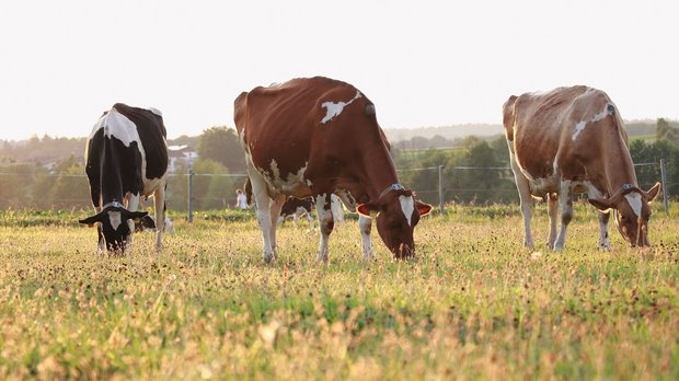 Weidebeitrag Tierwohlprogramm Milchkühe grasen auf der Weide.