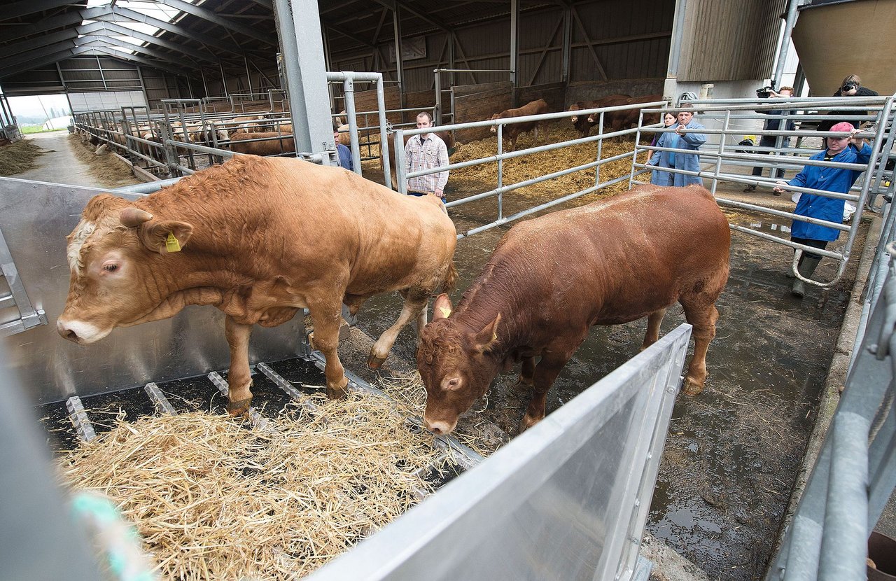 Tiere in Ruhe den Weg suchen lassen, nicht vor die Tiere stehen. (Bilder STS)