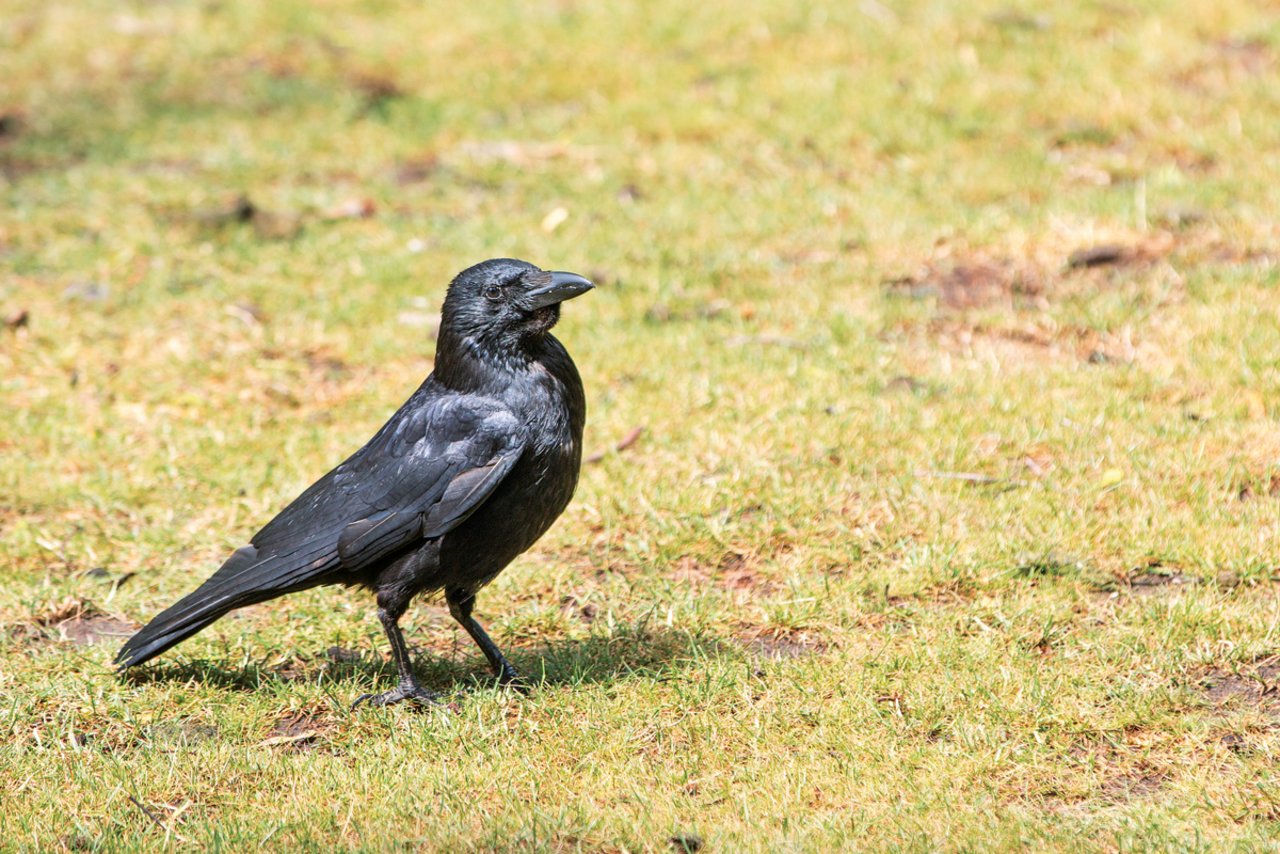 Kolkraben sind mit einer Flügelspannweite von 115 bis 130 cm die grössten Singvögel und etwa so gross wie ein Bussard. Bild: Adobe Stock