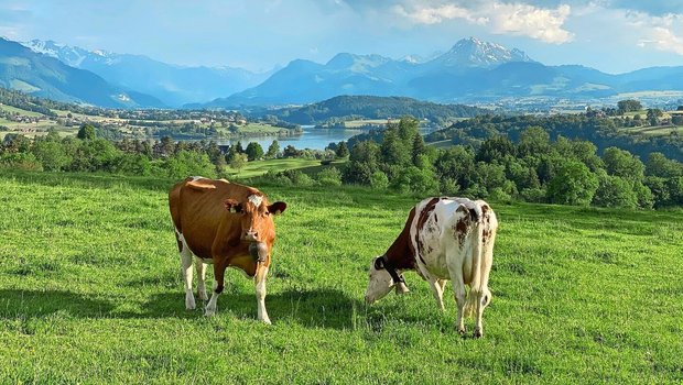 Weidegras ist das kostengünstigste Grundfutter. In Zeiten von hohen Energiepreisen sollte der Weide besondere Aufmerksamkeit geschenkt werden. Bild: Pierre Aeby