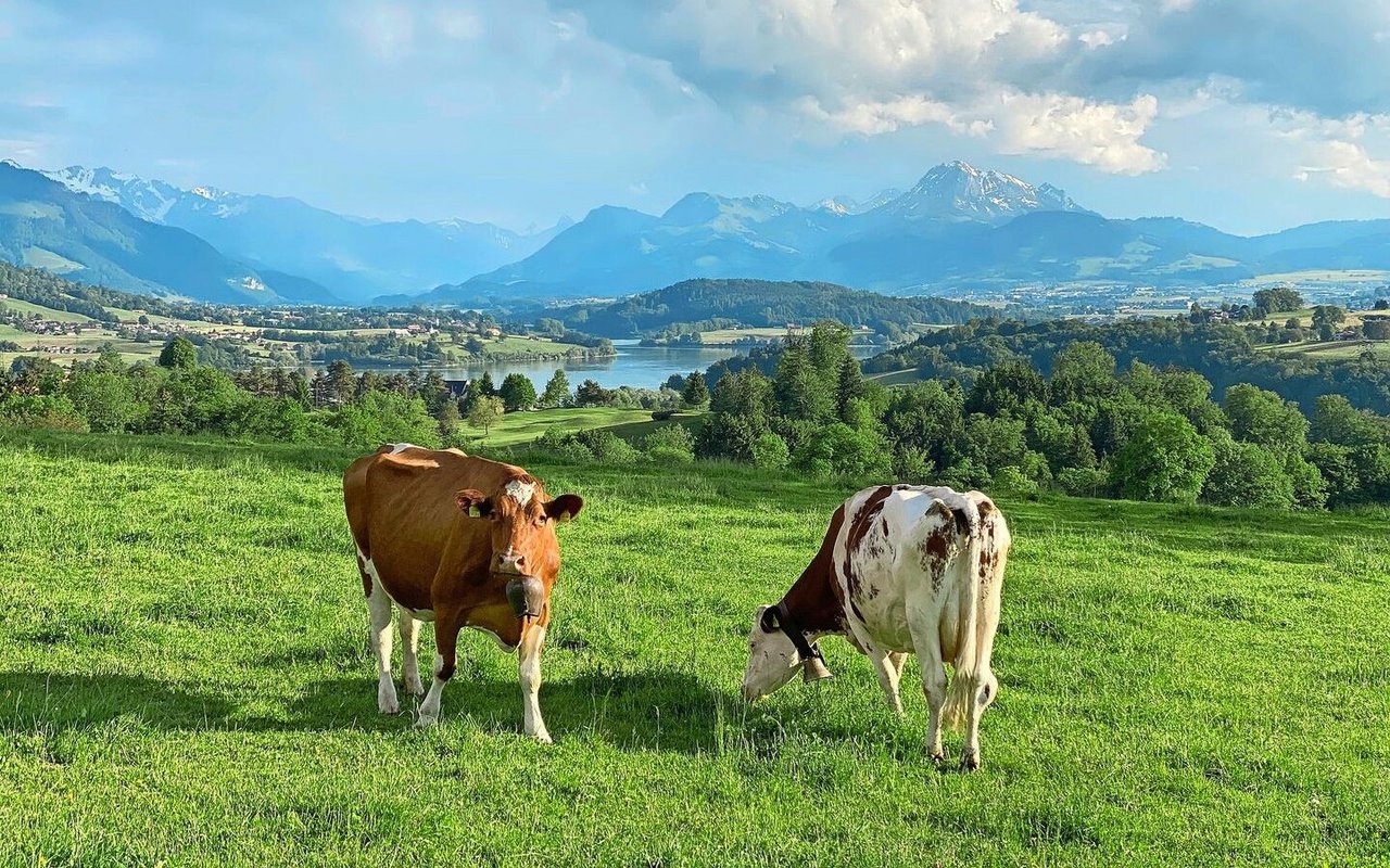 Weidegras ist das kostengünstigste Grundfutter. In Zeiten von hohen Energiepreisen sollte der Weide besondere Aufmerksamkeit geschenkt werden. Bild: Pierre Aeby