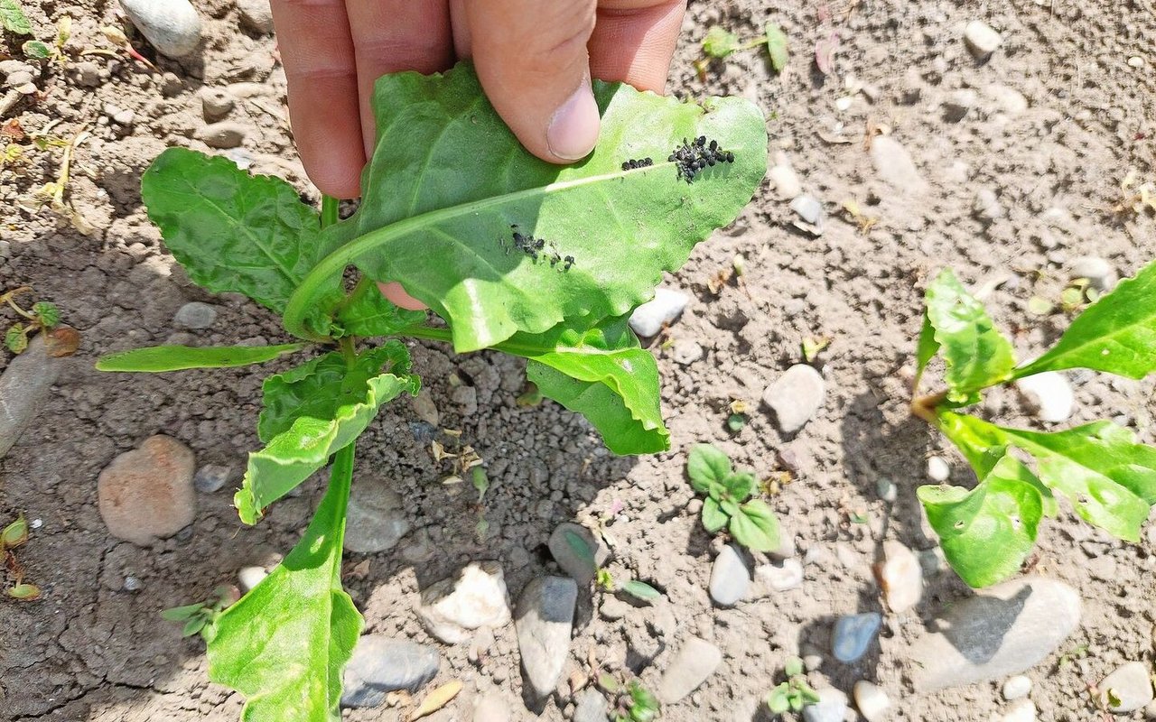 Blattläuse auf Zuckerrüben saugen Pflanzensaft und können Viren übertragen. 
