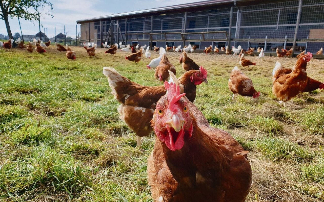 Braune Hühner scharren auf der Weide im Gras.