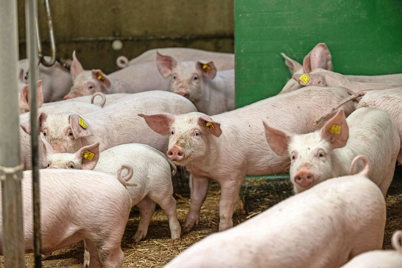 Schweine zögern, ihre vertraute Umgebung zu verlassen, und drängen unter Stress zurück in den Stall, was Rettungsmassnahmen erheblich erschweren kann. Umso entscheidender ist deshalb die Brandverhütung. 