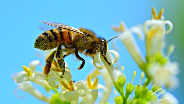 Die genauen Ursachen für das Insektensterben sind unbekannt, was das Ergreifen von Massnahmen dagegen erschwert. (Bild Pixabay)
