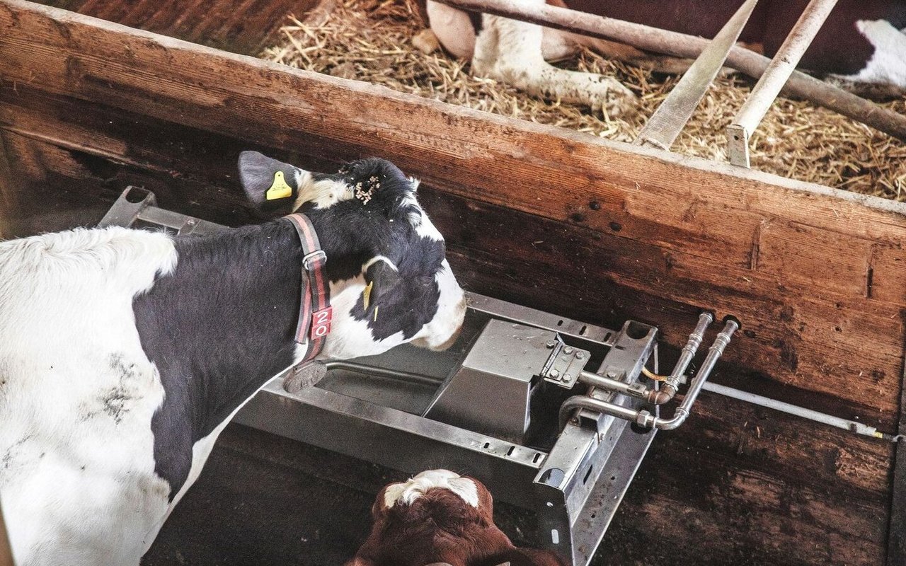 Die Funktionsfähigkeit der Tränken leidet bei fallenden Aussentemperaturen schnell. Die Nutzung von Umlauftränken oder beheizten Systemen ist ratsam, um das Einfrieren der Leitungen zu vermeiden. Die Wasseroberfläche eisfrei zu halten und zu kontrollieren, ob die Tränken funktionieren, ist bei Frost Teil der täglichen Routine. 