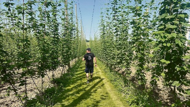 Die Reutimanns gehör Die Reutimanns gehören mit ihren4,8 Hektaren zu den grössten Hopfen-bauern der Schweiz.