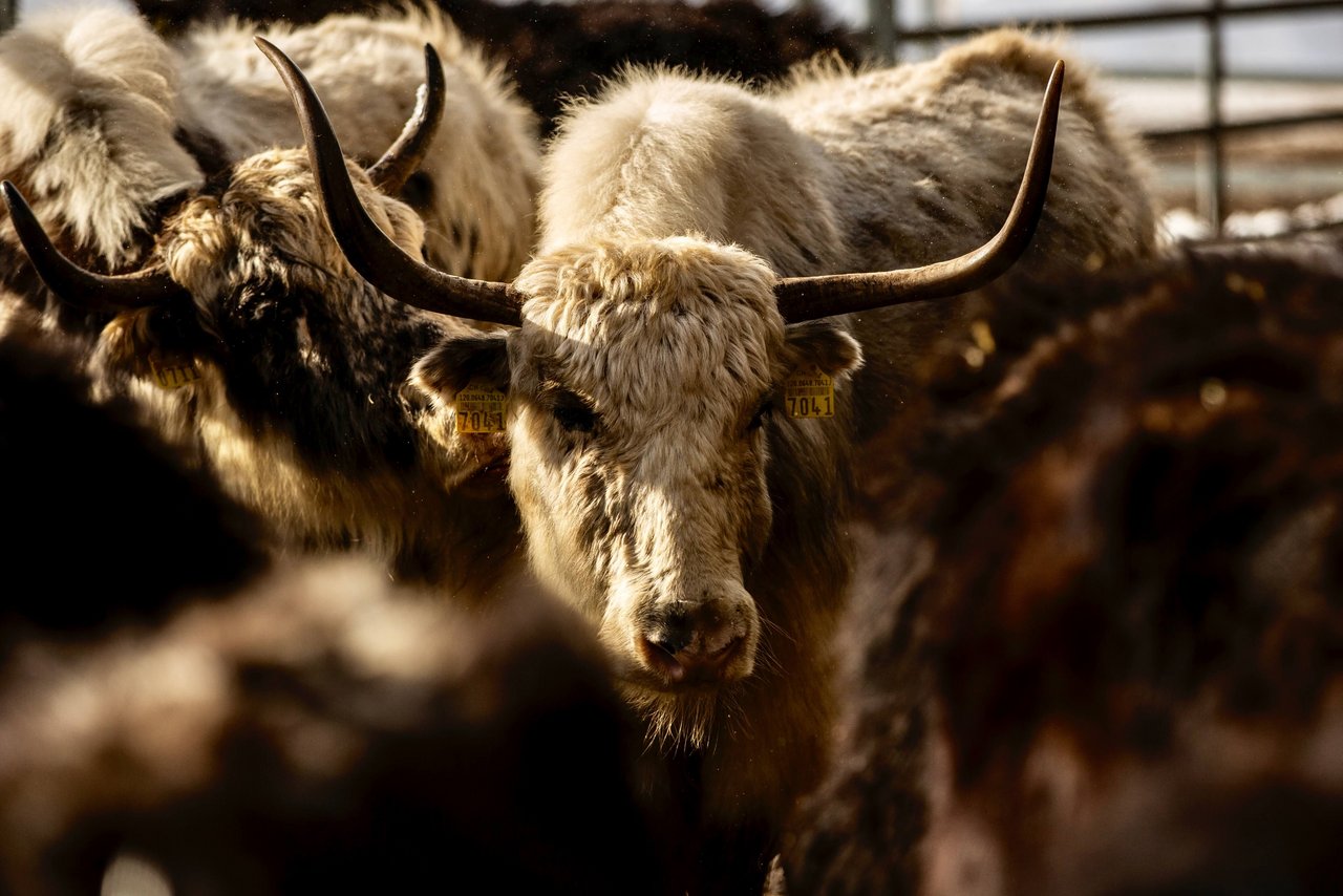 Die Yaks vom Schweizer Landwirt Adrian Regli in Andermatt UR.