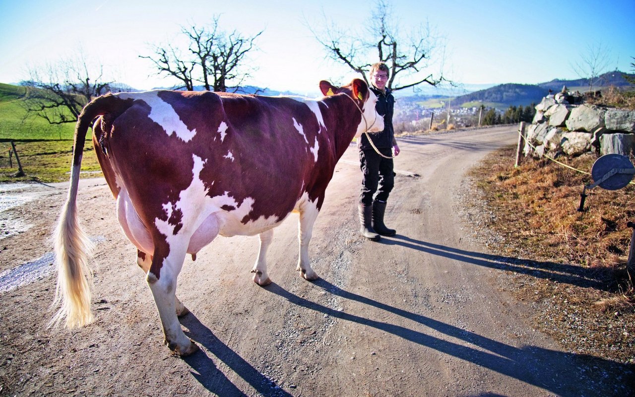 Eine Swiss Fleckvieh Kuh wird von Adrian Stotzer am Halfter geführt. 