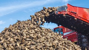 Eine Erntemaschine (Rübenroder) lädt schon gereinigte Zuckerrüben am Feldrand ab.