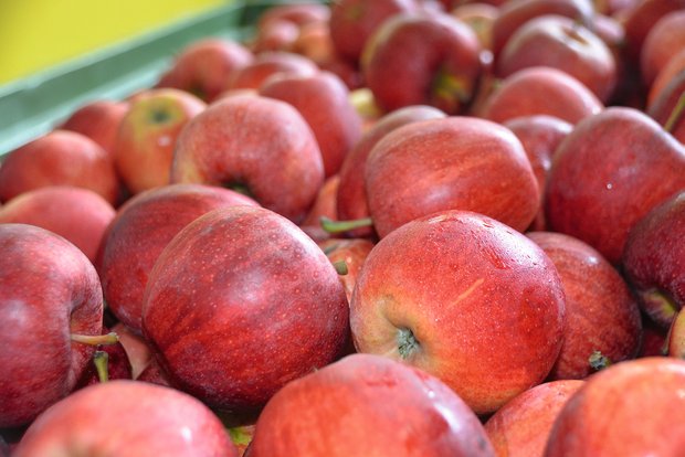 Frost, Hagel und Trockenheit senken die Apfelernte in der EU. Bild: A. Emmenegger