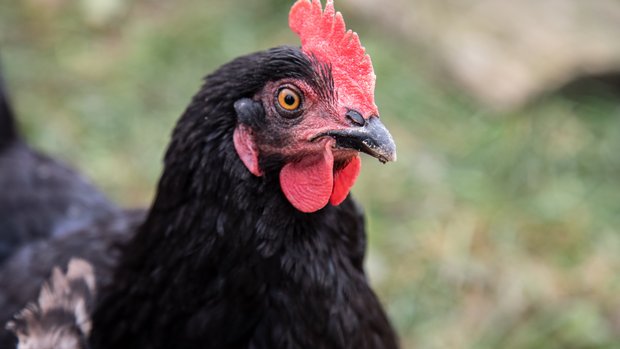 Henne Schweizer Geflügel Nahaufnahme einer schwarzen Henne.