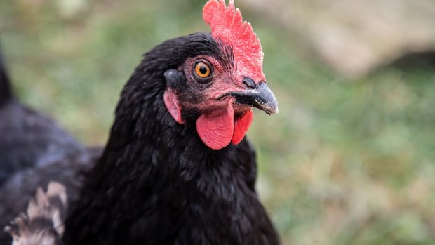 Henne Schweizer Geflügel Nahaufnahme einer schwarzen Henne.