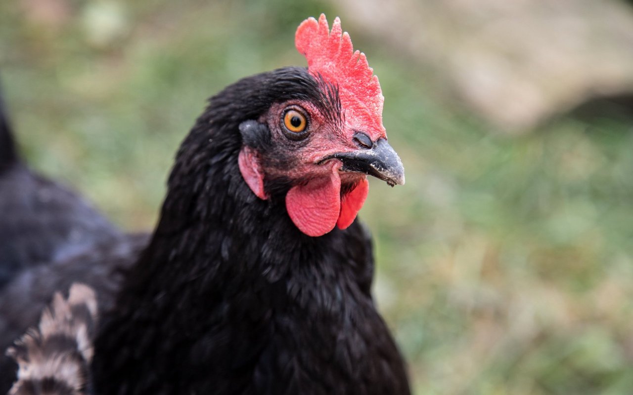 Nahaufnahme einer schwarzen Henne.