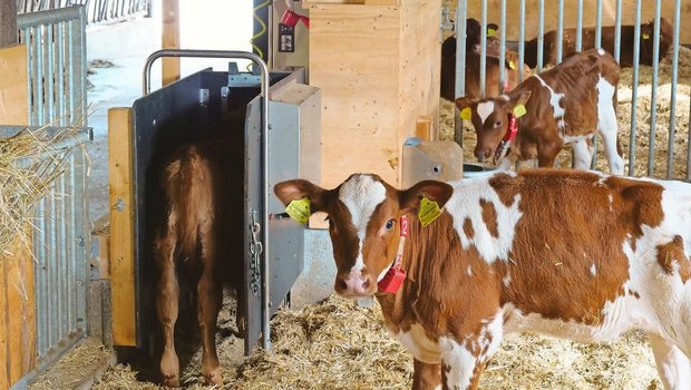 Tränkeautomaten sind Tränkeautomaten sind in der Gruppenhaltung von Vorteil, da die Tränkemenge und -frequenz für jedes Kalb dokumentiert und individuell gesteuert werden kann.