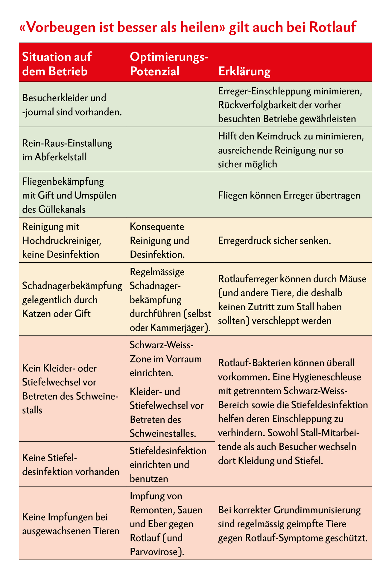 Tabelle zeigt Vorgehensweise, um Rotlauf bei Schweinen vorzubeugen.