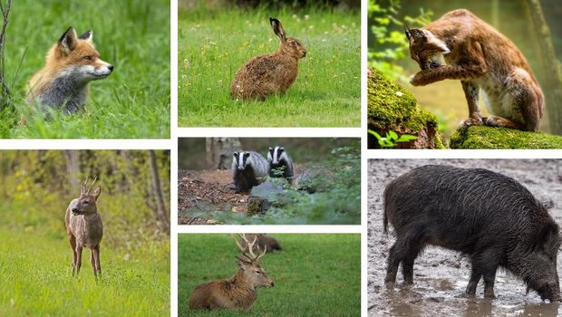 Um Kulturen oder Nutztiere wirksam gegen Wildtiere zu schützen, muss man über ihre Besonderheiten und Fähigkeiten Bescheid wissen. Denn jede Art ist anders und Massnahmen müssen entsprechend angepasst werden. (Bilder Pixabay)