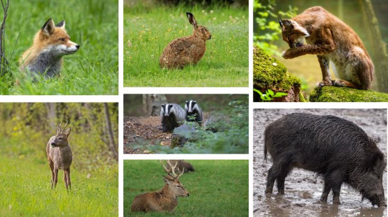 Um Kulturen oder Nutztiere wirksam gegen Wildtiere zu schützen, muss man über ihre Besonderheiten und Fähigkeiten Bescheid wissen. Denn jede Art ist anders und Massnahmen müssen entsprechend angepasst werden. (Bilder Pixabay)