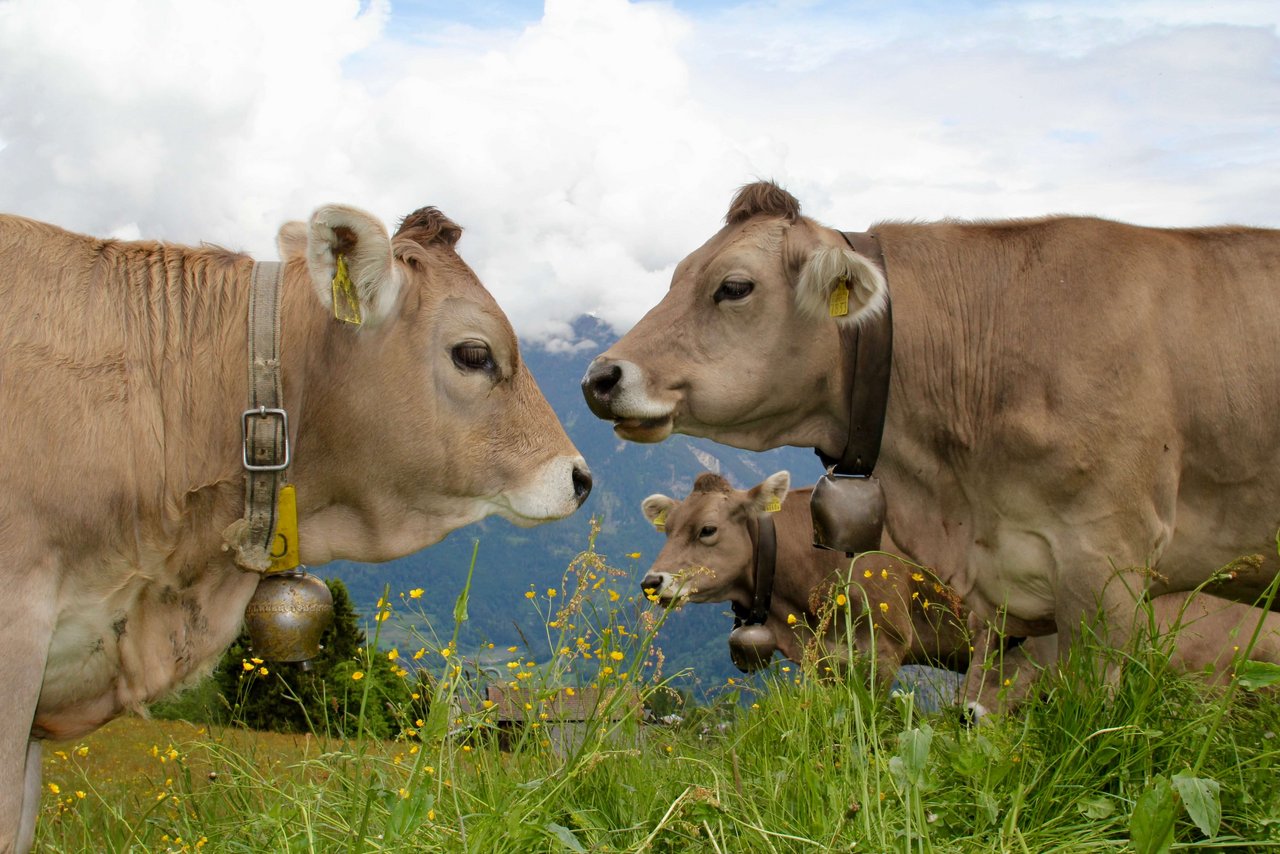 Dem Dem Perspektiven-Bericht zur Landwirtschaft der St.Galler Kantonsregierung fehlt die Perspektive. (Bild: «die grüne» / Jürg Vollmer)