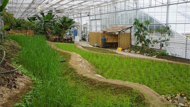 Das Tropenhaus Wolhusen probt den Reisanbau. Wie erfolgreich das sein wird, ist noch offen. (Bild Tropenhaus Wolhusen)