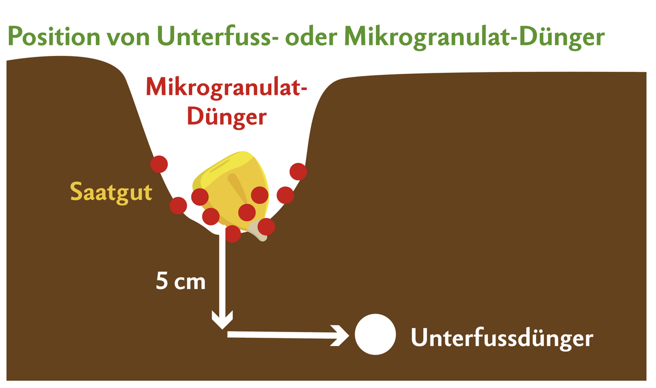 Das Mikrogranulat wird punktgenau zum Saatkorn abgelegt und versorgt dieses während der Keimphase mit Nährstoffen. Der Unterfussdünger hingegen wird mit Abstand platziert, damit der Mais die Nährstoffe über die Wurzeln aufnehmen kann.