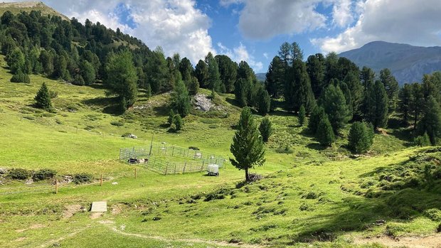 Abkalbeweide auf der Alp Eine mustergültige, doppelt eingezäunte Abkalbeweide auf einer Alpweide. Zwei Kühe liegen darin.