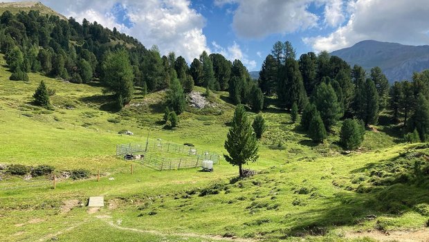 Abkalbeweide auf der Alp Eine mustergültige, doppelt eingezäunte Abkalbeweide auf einer Alpweide. Zwei Kühe liegen darin.