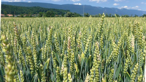Fusarien in Schach halten Den starken Fusarien-Befall in diesem Weizenfeld erkennt man an den partiell ausgebleichten Ähren. Ein solcher Posten muss separat geerntet werden. Bild: Agroline/Michael Spätig