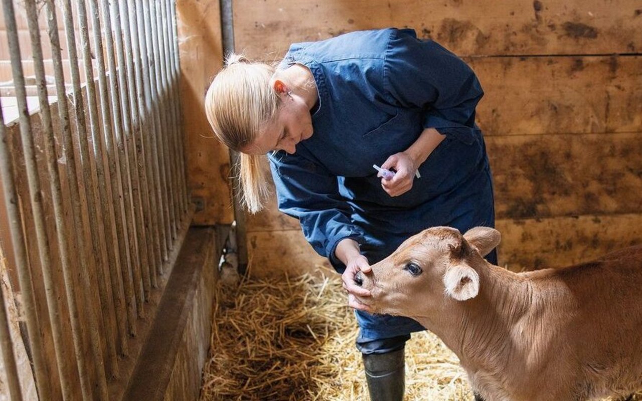 Eine Tierärztin gibt einem Kalb etwas ins Maul.