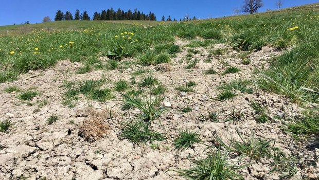 Fast überall in der Schweiz zeigt sich aktuell ein ähnliches Bild: Die oberste Bodenschicht ist stark ausgetrocknet. (Bild lid/as)