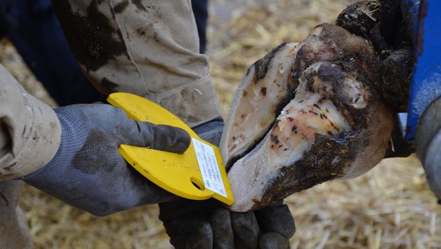 Klauengesundheit: Kleine Kanten mit grossem Effekt Korrekte Klauenpflege beugt Krankheiten vor. Bild: die grüne/Aline Küenzi