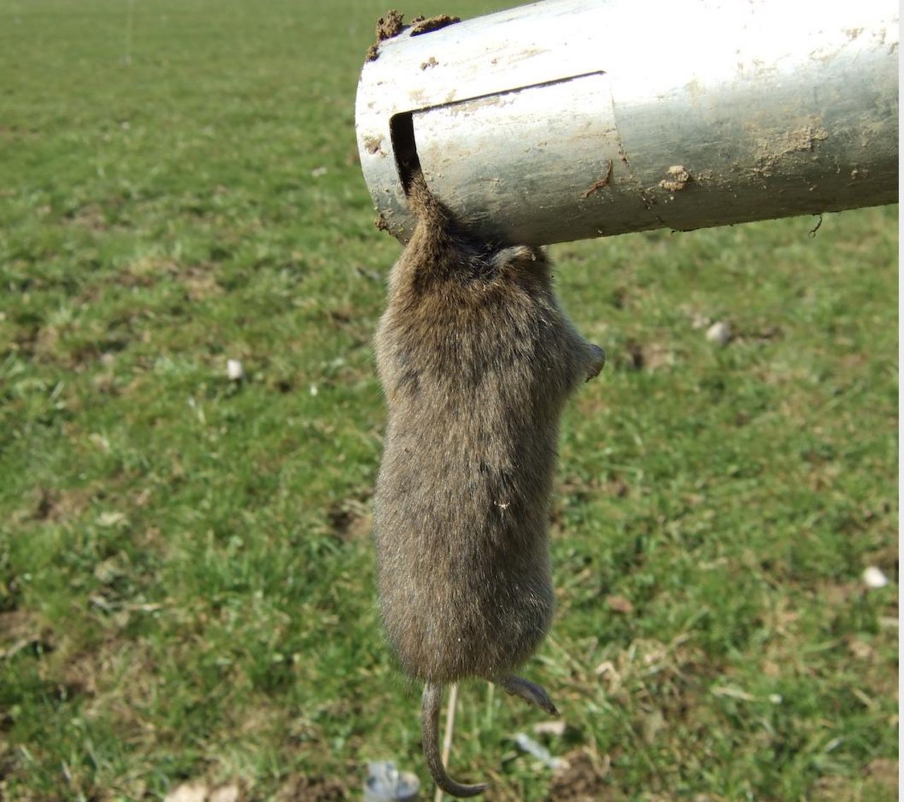 Beim Mausen sollte man auf Gift verzichten, denn es schadet anderen Tieren und ist zudem teuer. (Bild Cornel Stutz)