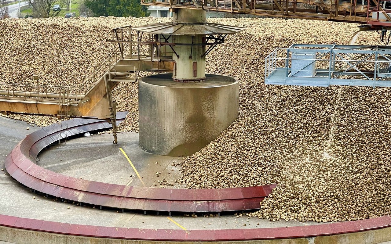 Riesiger Haufen von angelieferte Zuckerrüben in der Zuckerfabrik Aarberg.