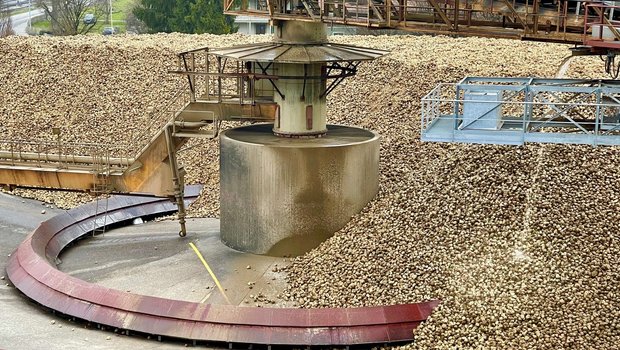 Riesiger Haufen von angelieferte Zuckerrüben in der Zuckerfabrik Aarberg.