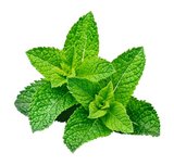 Pfefferminze – Mentha x piperita – Die Pfefferminze kühlt von innen und aussen. Man kann damit zum Beispiel ein kühlendes Euter-Gel herstellen. 
