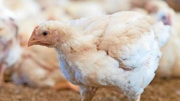 Poulet ist gefragt. Micarna will bauen und steht, wie die Produzenten auch, bei der Umsetzung an.