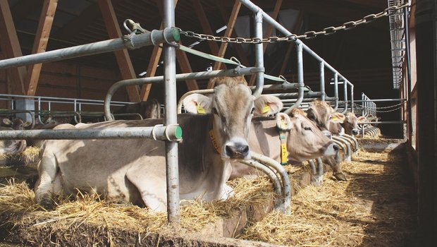 In einer Liegebox ist genügend Schwungraum genauso wichtig wie eine weiche, verformbare Einstreu mit viel Griff. Bild: Nathalie Roth